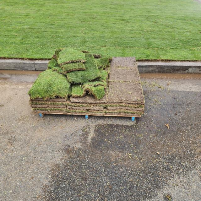 Landscaper installing fresh sod in a Torrance CA residential yard