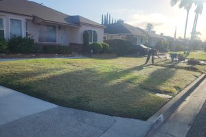 Landscaping