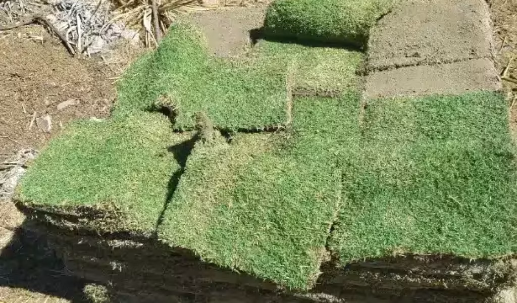 Sod-Installation-1