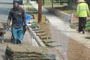 Sod Installation- 7