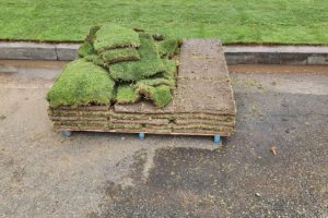 Landscaper installing fresh sod in a Torrance CA residential yard
